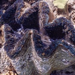a giant clam on the seabed has lots of little blue dots lining the shell
