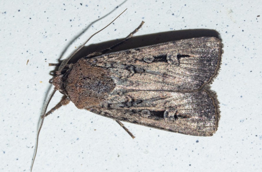 A brown and grey coloured moth on a white background. 