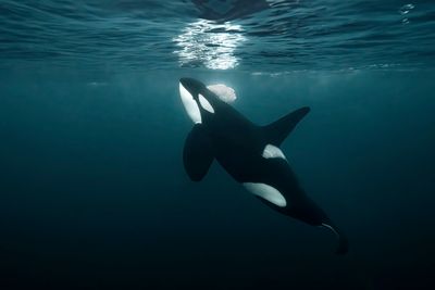 Orca attacks.
