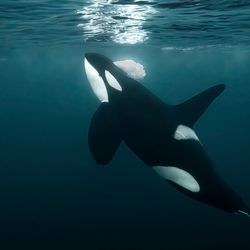 Orca attacks.