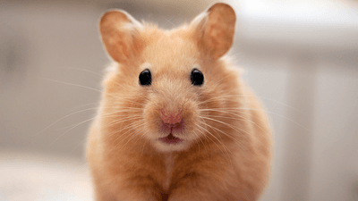 A hamster staring right at the camera.
