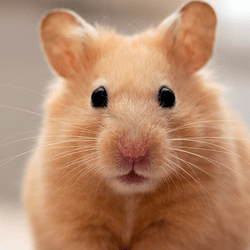 A hamster staring right at the camera.