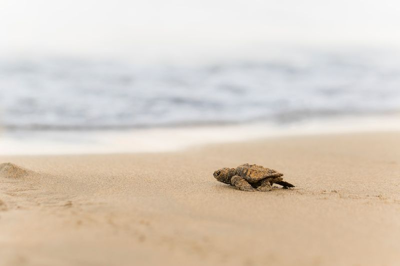 A tiny baby turtle crawls along the sand