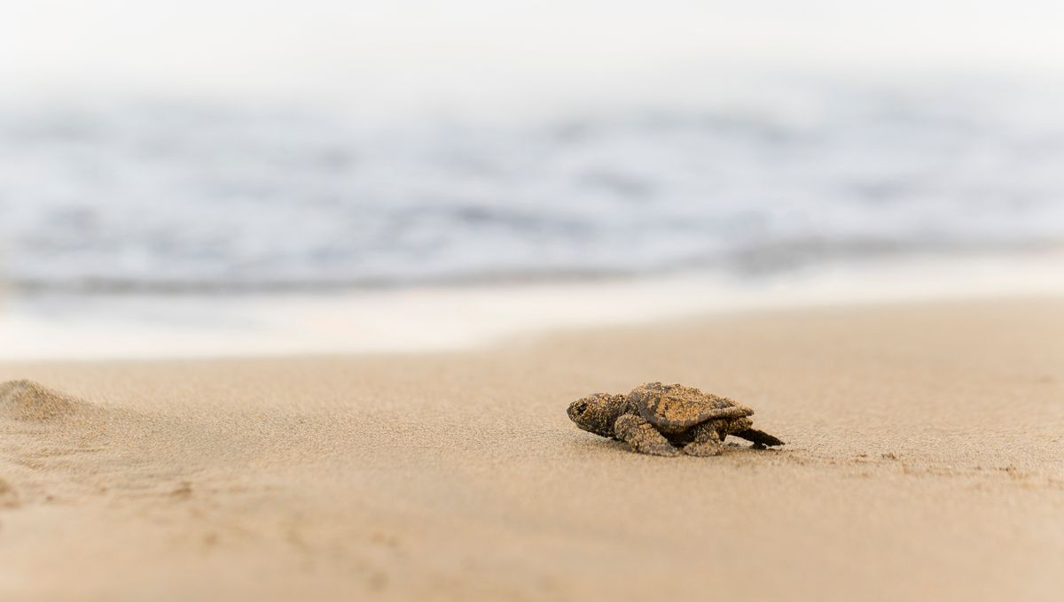 Record-Breaking Year For Florida's Sea Turtle Nests Is Great News – But Looming Trump Administration Reforms Could Threaten Conservation