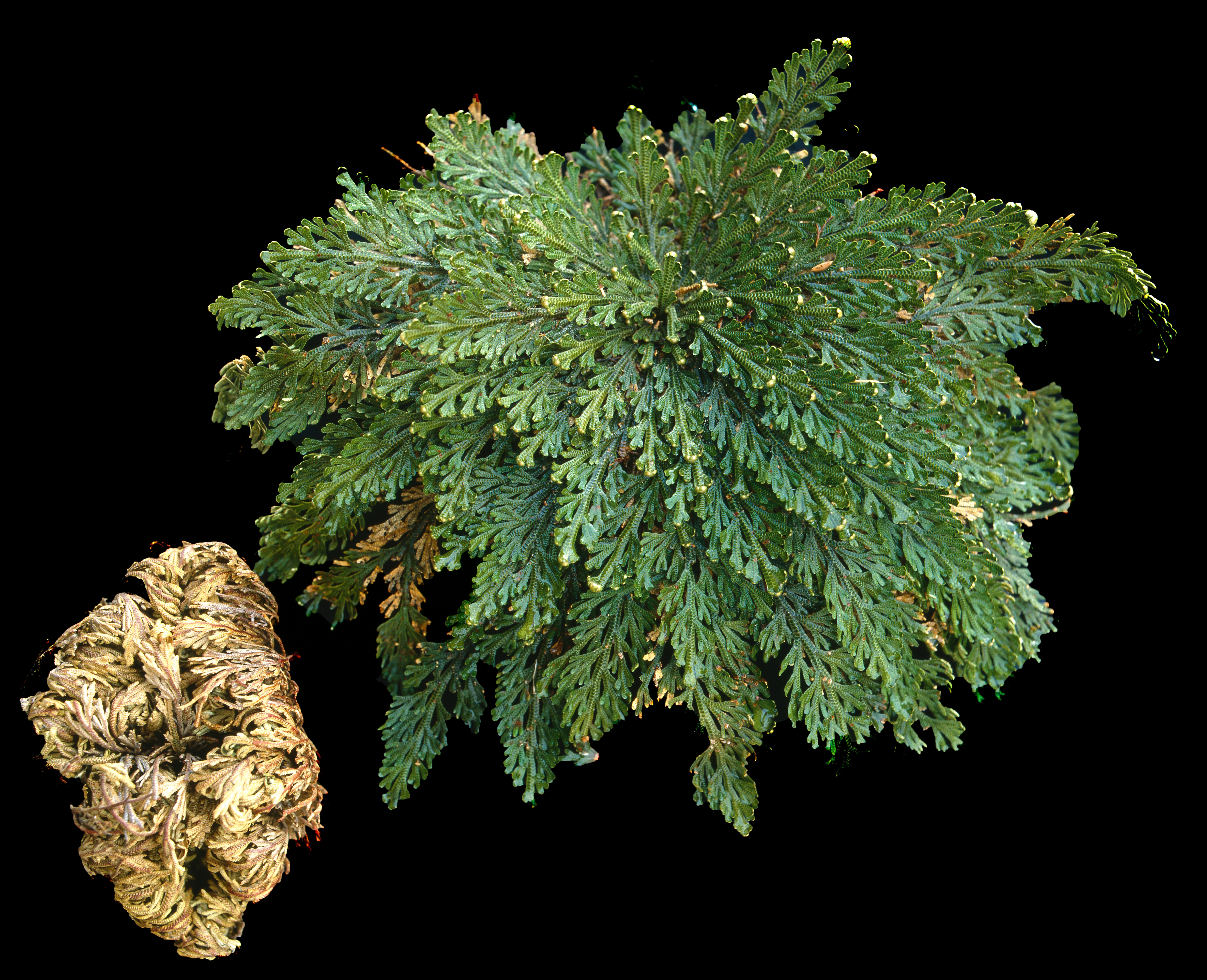 curled up dry plant on the left next to green leafy plant on the right on a black background curled up dry plant on the left next to green leafy plant on the right on a black background