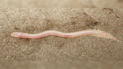 A picture of the new earthworm eel that looks just like a little pink earthworm. 
