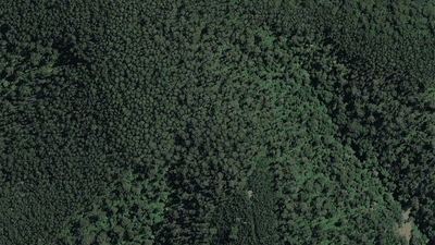 Forest in the Tanjil Bren area, seen from above.