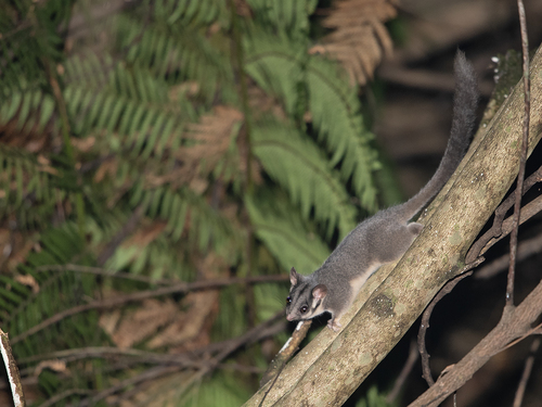 A picture of a Leadbeater's possum on a branch. A picture of a Leadbeater's possum on a branch.