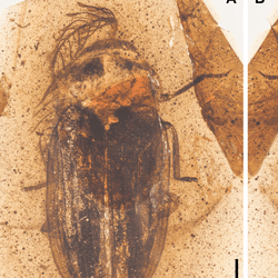 Two views of the beetle incased in amber with a reconstruction of the antenna to the right