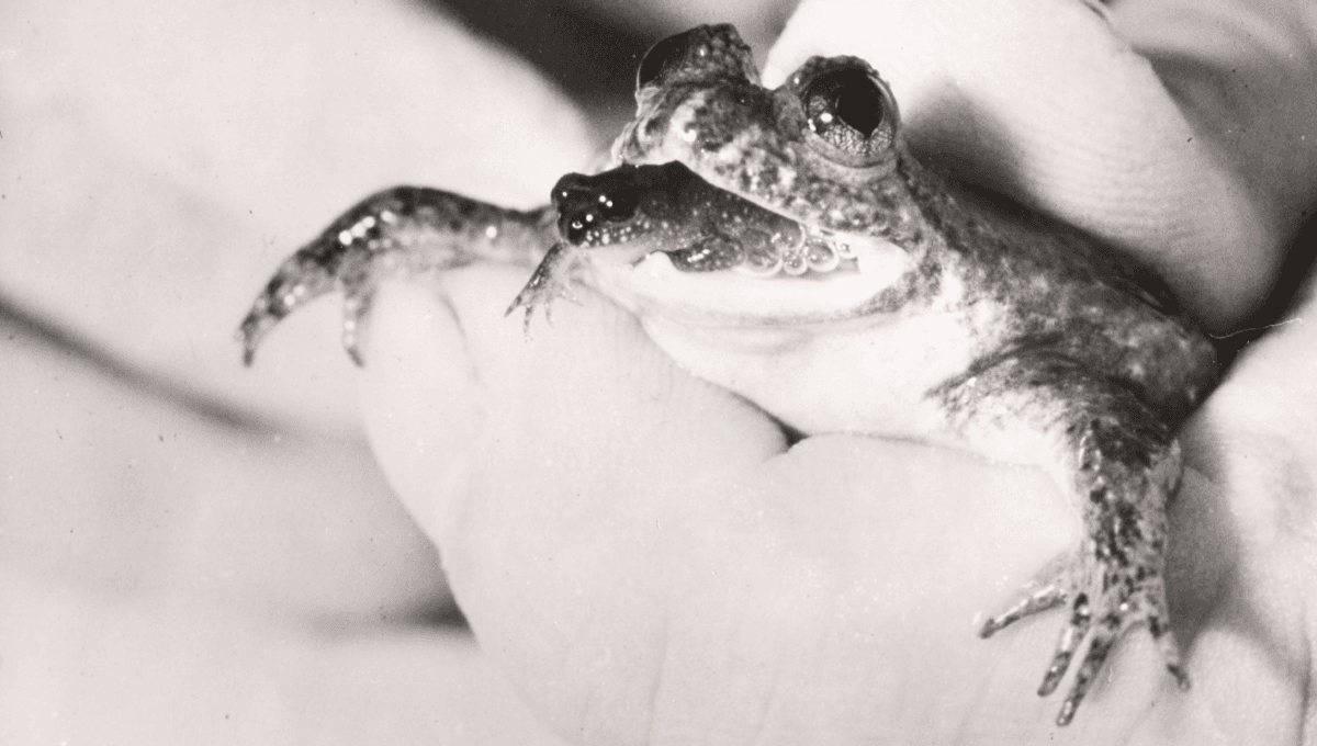 Frog That 