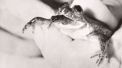 a froglet can be seen crawling out of the mouth of an adult gastric-brooding frog