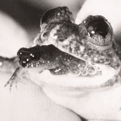 a froglet can be seen crawling out of the mouth of an adult gastric-brooding frog