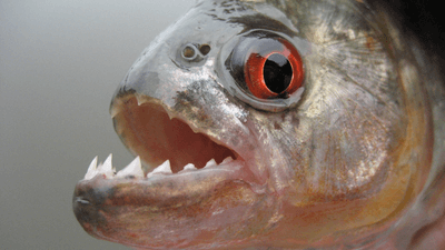 a close up of a piranha with jaws open showing sharp teeth, it has a very red/orange eye