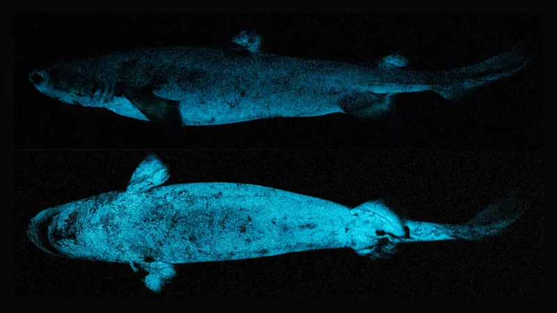 Two images of a kitefin shark showing the glowing blue patches along its stomach, fins and tail.