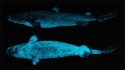 Two images of a kitefin shark showing the glowing blue patches along its stomach, fins and tail.