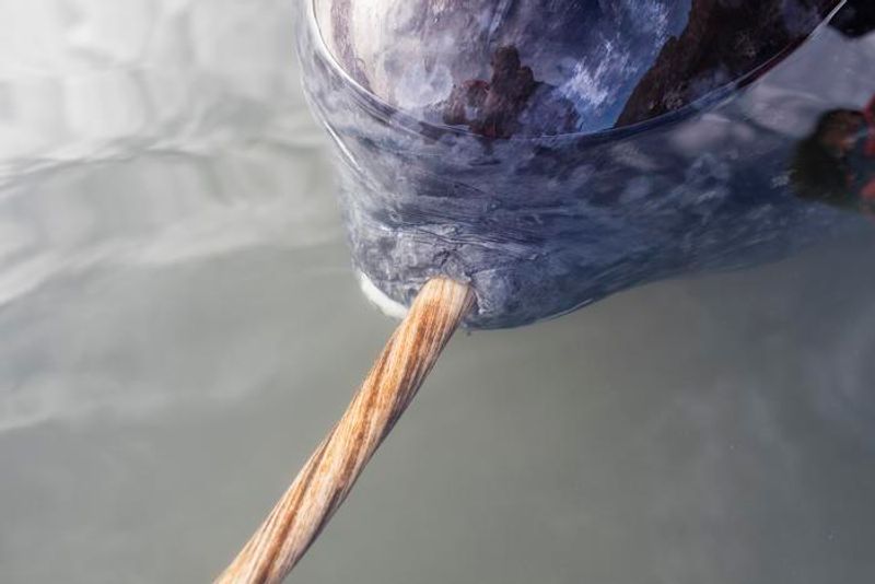 A close up picture of a narwhal swimming underwater showing its tusk twisting. 