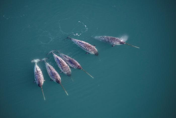 A picture of a group of narwhals swimming at the ocean surface. A picture of a group of narwhals swimming at the ocean surface.