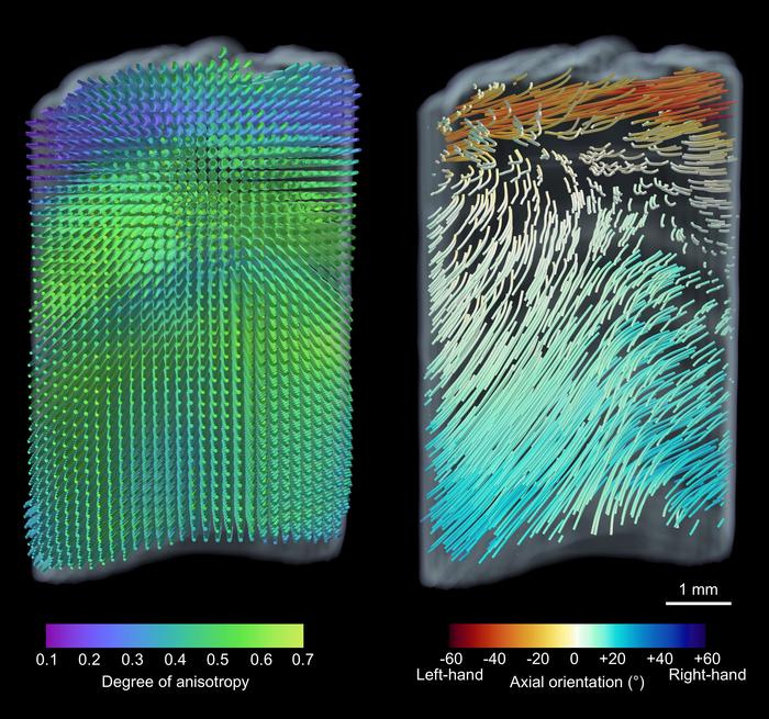 A 3D image showing how the mineralized collagen fibrils are arranged. A 3D image showing how the mineralized collagen fibrils are arranged.