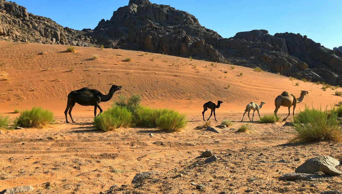 Desert-Dwelling Neanderthals? Extinct Human Relatives May Have Ventured Into Arabia 55,000 Years Ago, Way Further South Than Thought