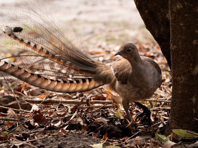 A superb lyrebird with long tail feathers on the ground near the trunk of a tree