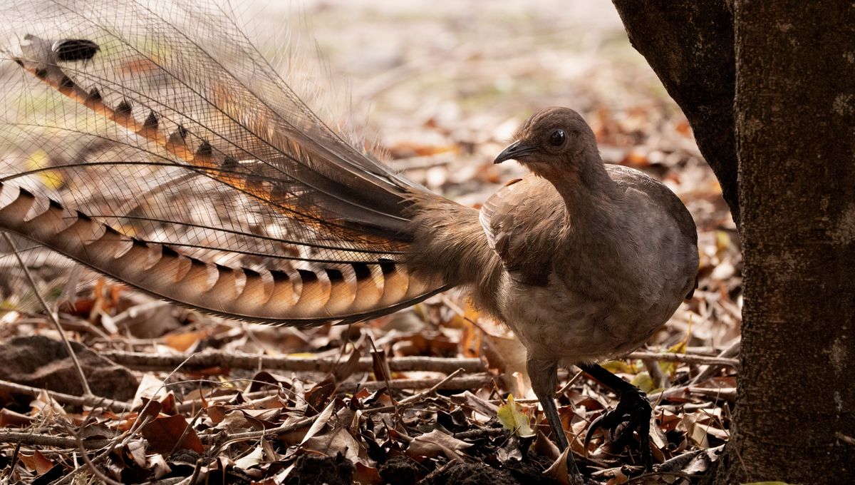Listen To The Incredble Sound Of A Bird Perfectly Mimicking The Click Of A Polaroid Camera