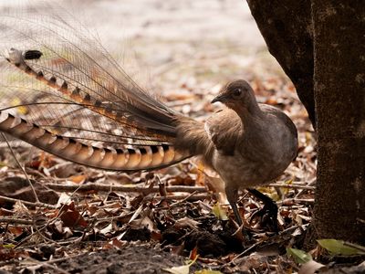 A superb lyrebird with long tail feathers on the ground near the trunk of a tree