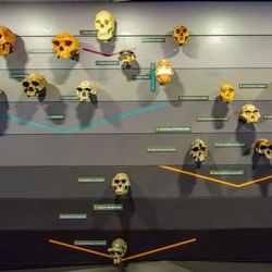 A picture of the human family tree on display at the Natural History Museum, London. 