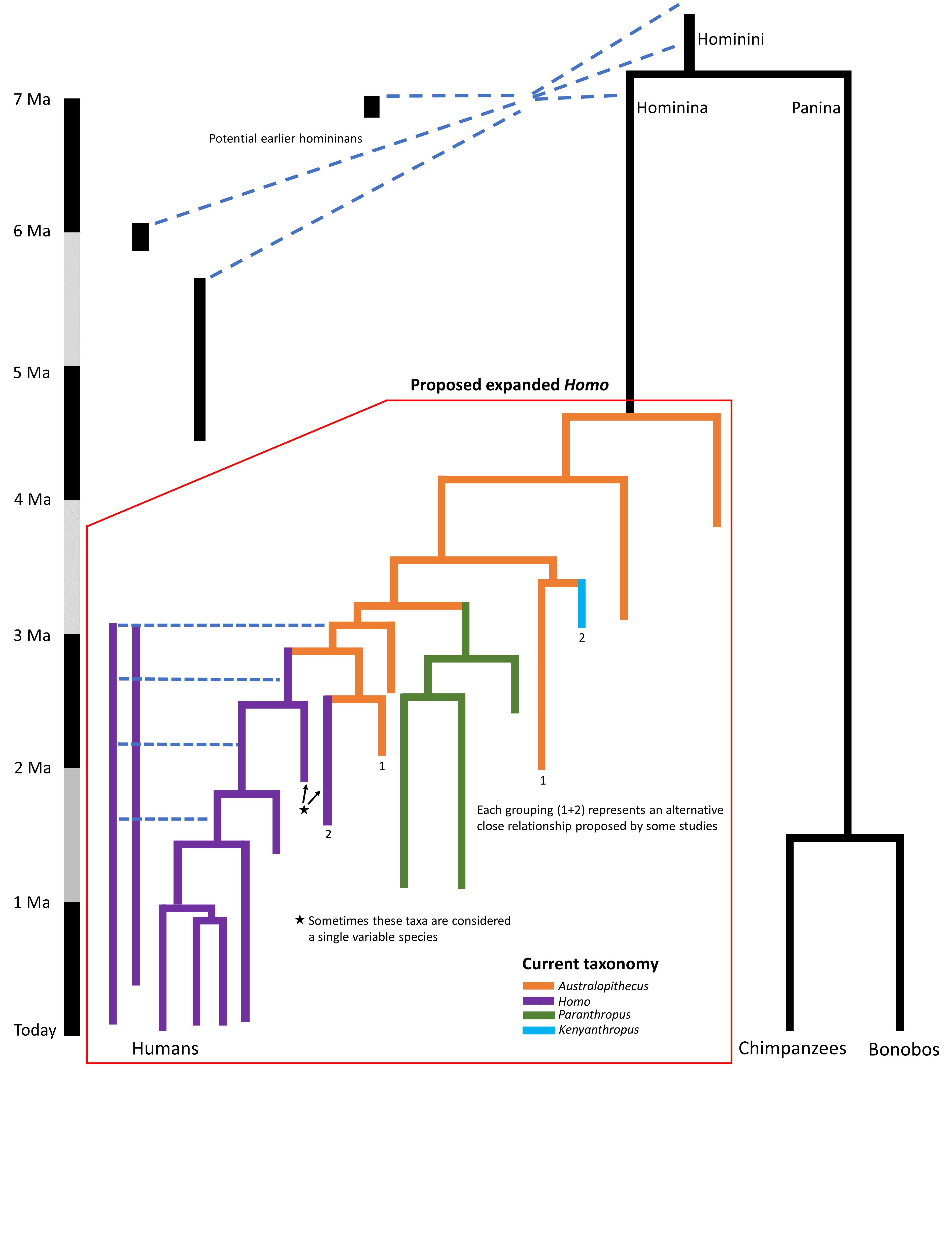 A comparison of the current taxonomy of ourselves and our relatives, and what Towle is proposing