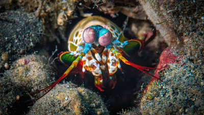 a mantis shrimp sits in among some rocks, it is very colorful with giant eyes