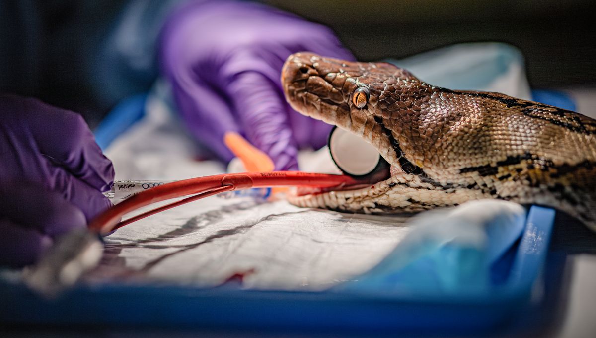 Jodie Foster The 4.5-Meter-Long Reticulated Python Receives Pioneering Electrochemotherapy For Mouth Tumor In World First