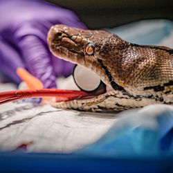 As snakes mouth is propped open as gloved hands work on her tumor.