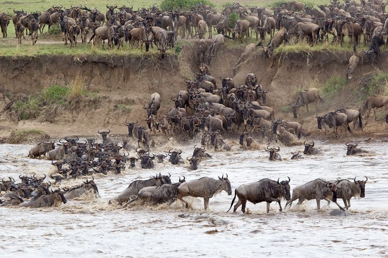 A herd of wildebeest scramble down a river bank and into muddy water to cross the river.