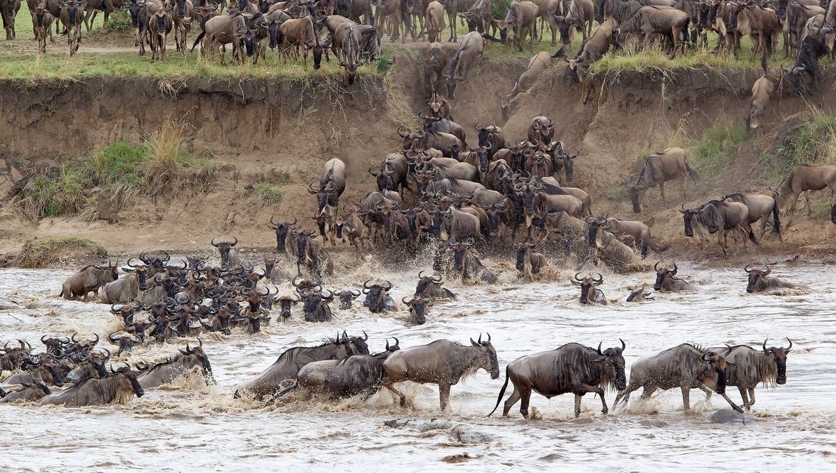 Watch Live As Millions Of Wildebeest And Zebras Attempt To Cross The Mara River While Avoiding Hungry Crocodiles