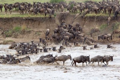 A herd of wildebeest scramble down a river bank and into muddy water to cross the river.