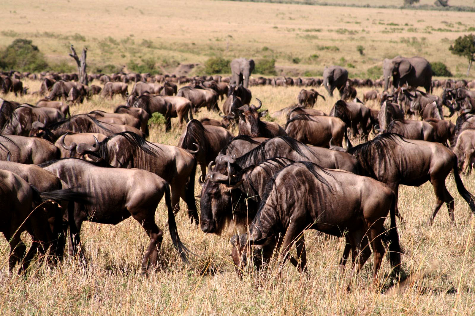 wildebeest and elephants gather during the migration to Maasai Mara wildebeest and elephants gather during the migration to Maasai Mara