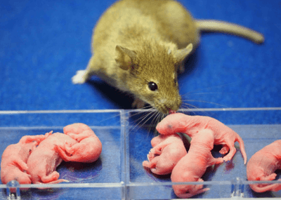 The original male donor mouse with male clones (left) and female clones (right).