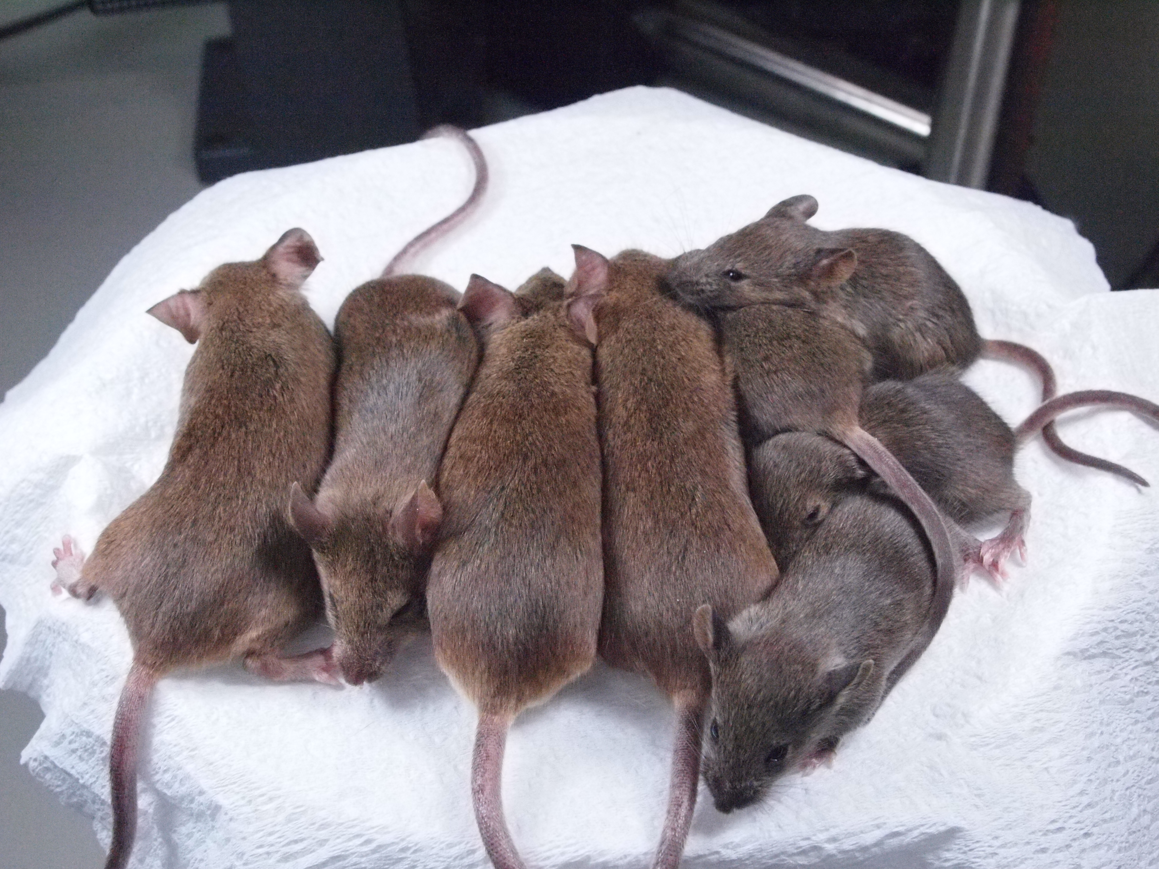 Image of cloned mice from the RIKEN research institute in Japan.