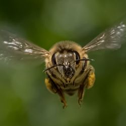 A honey bee flying directly at the camera head on. 