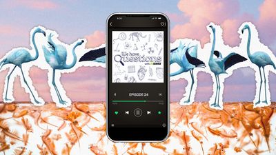 A picture of flamingos coloured blue overlaid with a mobile phone displaying the We Have Questions logo.