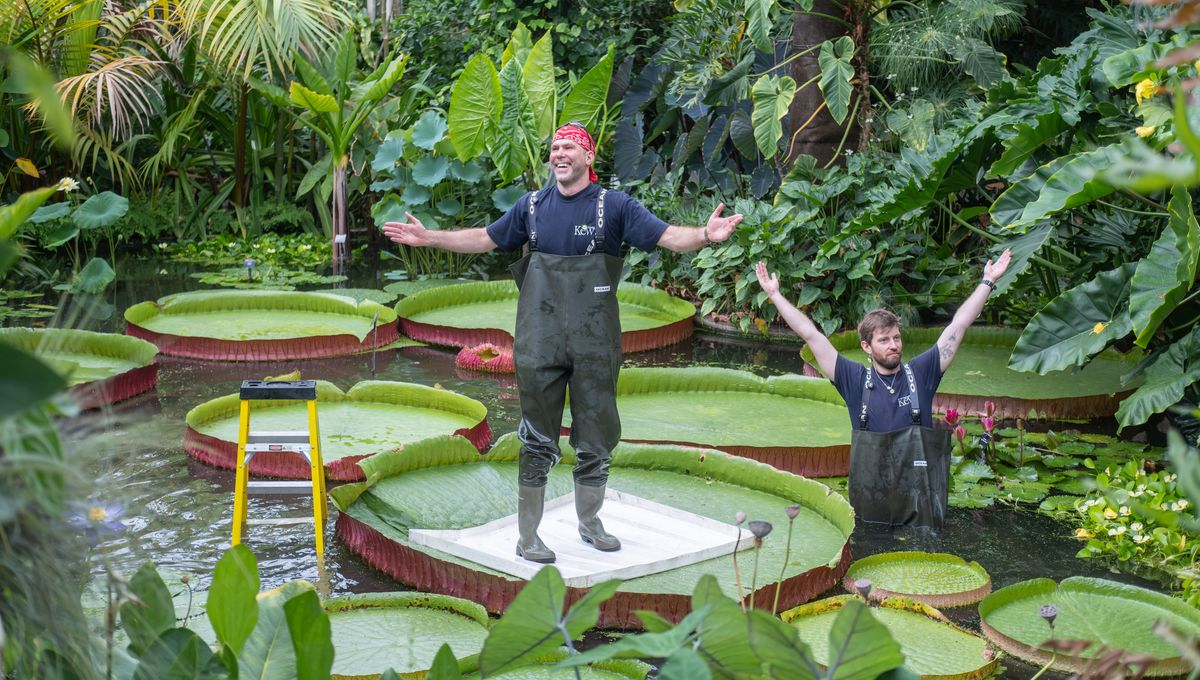 It's Time For The Annual Waterlily Weigh Off! These Plants Can Hold An Adult Human – And We Just Proved It
