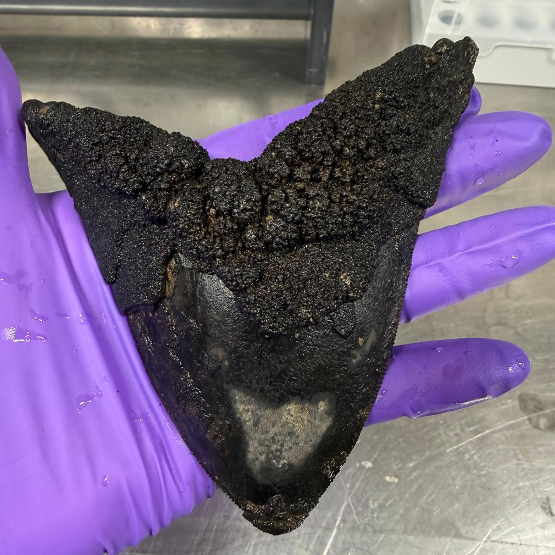 A black fossilised huge megalodon tooth the same size as the whole palm and fingers of the person holding it A black fossilised huge megalodon tooth the same size as the whole palm and fingers of the person holding it