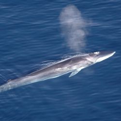A fin whale surfacing in waters around Greenland