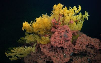 Large golden coral rises up from a pink mat of hundreds and hundreds of brittle stars that cover the bottom of the coral.