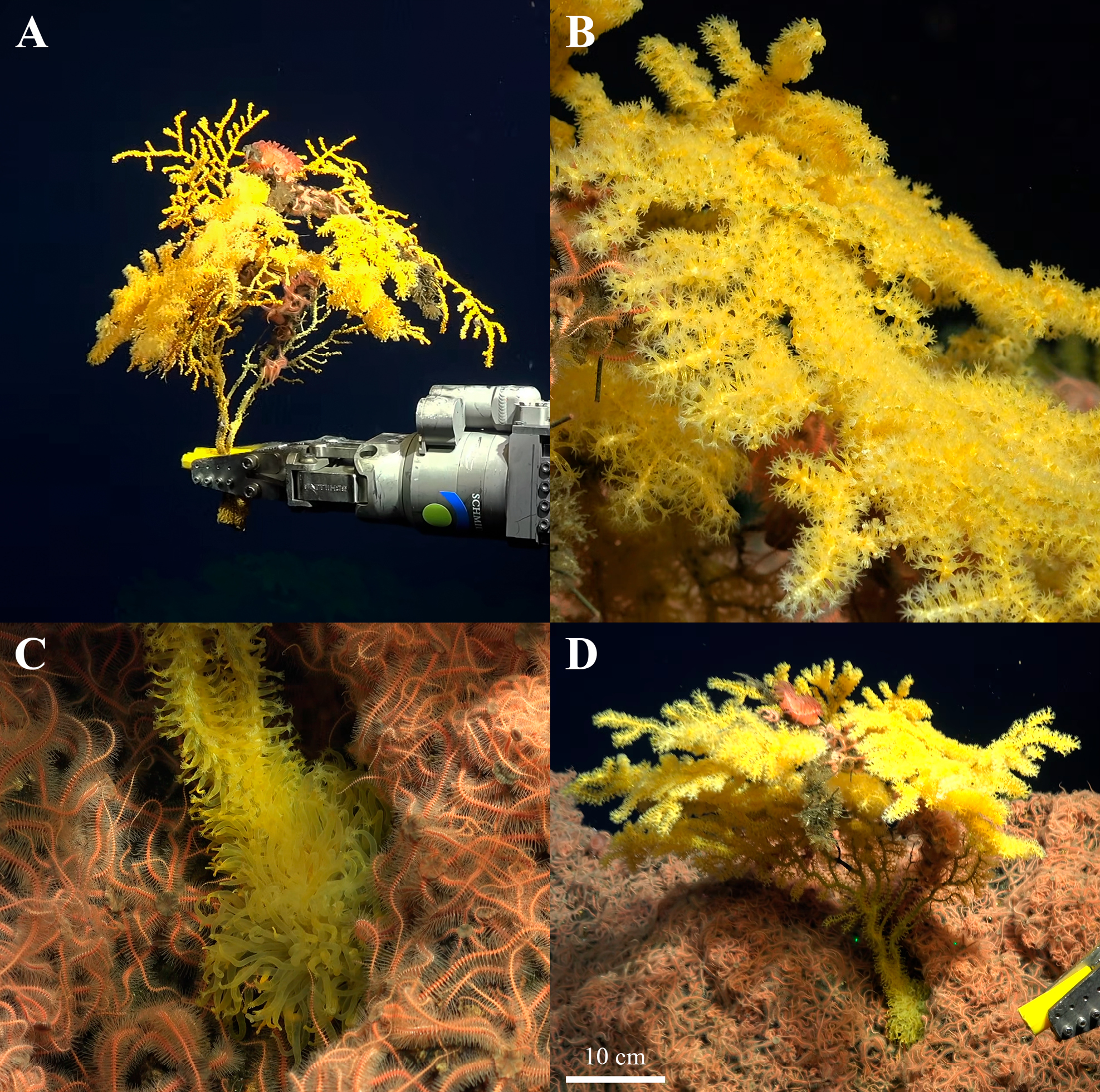 Four images of the coral in situ and during collection. C and D showing the detail of the polps. 