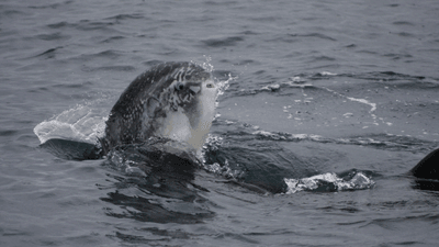 mola mola's comically panicked face as it's launched out of the water in a sea lion attack