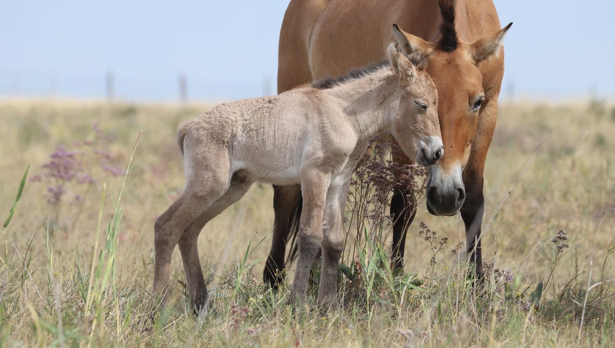 This Is The First Przewalski's Horse Born In The Steppes Of Central Kazakhstan For 200 Years