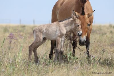 Happy foal, happy mom: the first Przewalski's horse foal with their mother.