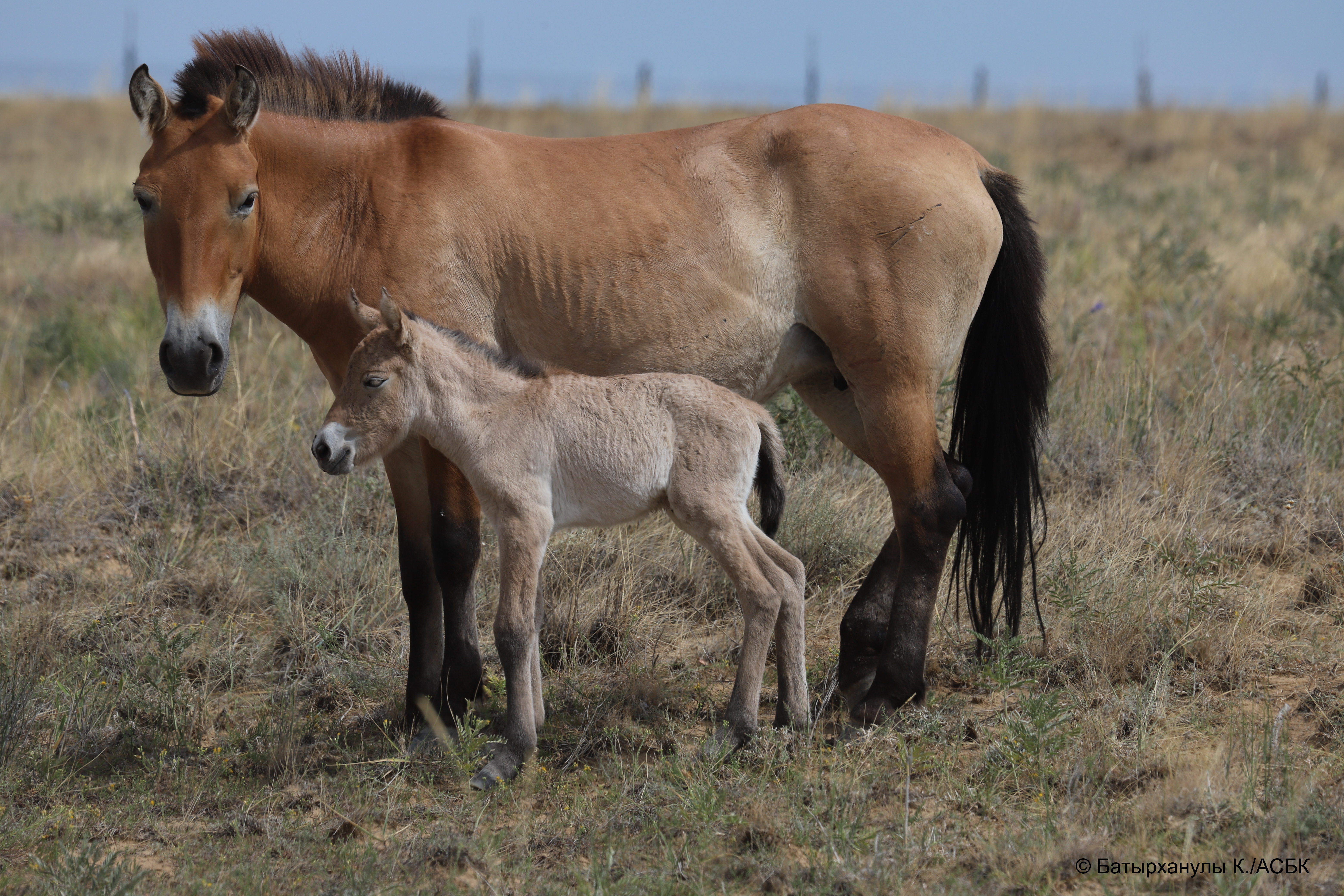  Przewalski's horse foal with their mother.