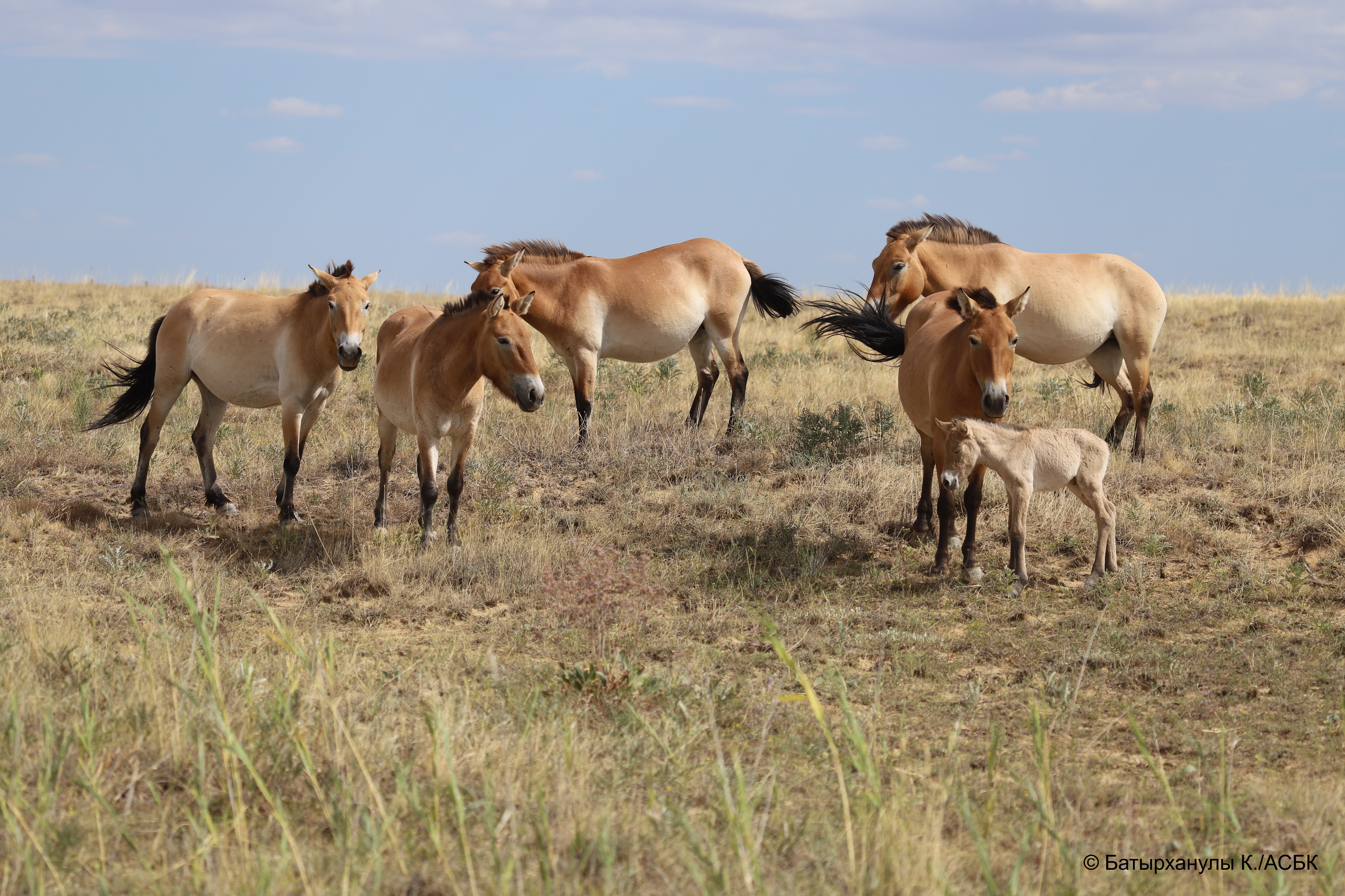 Group of Przewalski’s horse with a newborn foal in Kazakhstan.