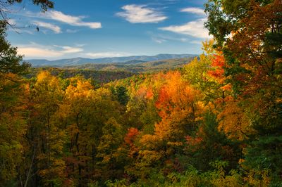 Fall autumn scene with orange trees in Great Smoky Mountains National Park, United States